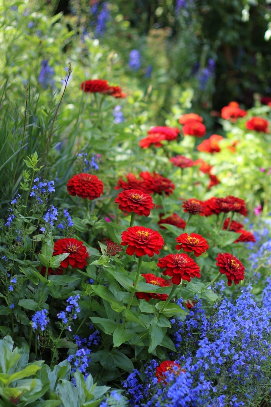 20. Bright Red & Sky Blue Pop