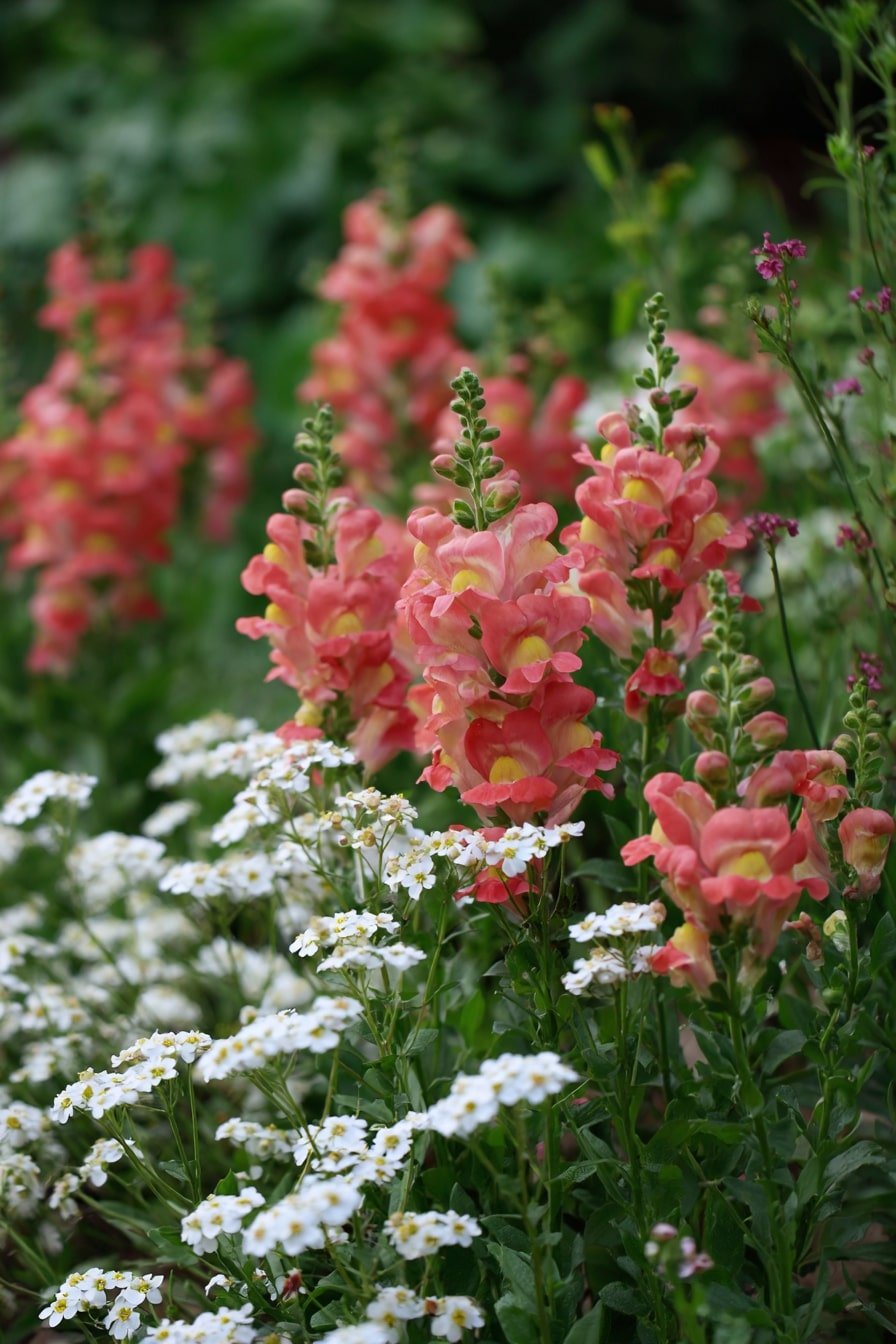 12. Coral & White Charm