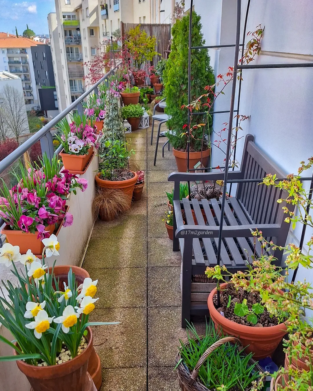 Lush Balcony Garden with Japanese Maple and Spring Blooms