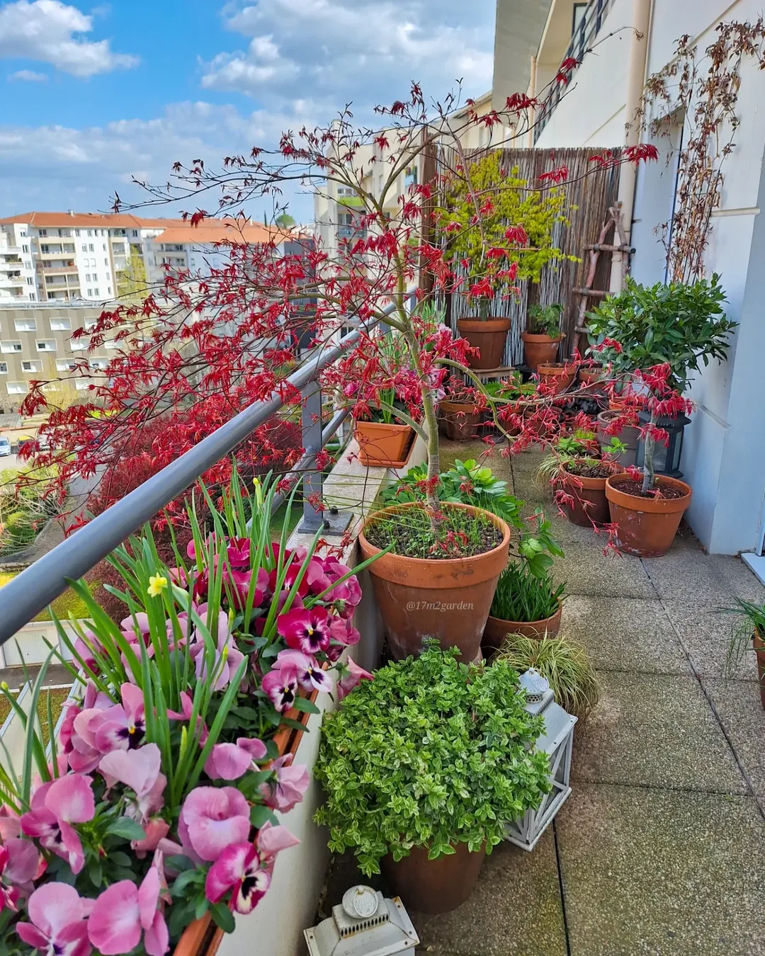 Lush Balcony Garden with Japanese Maple and Spring Blooms