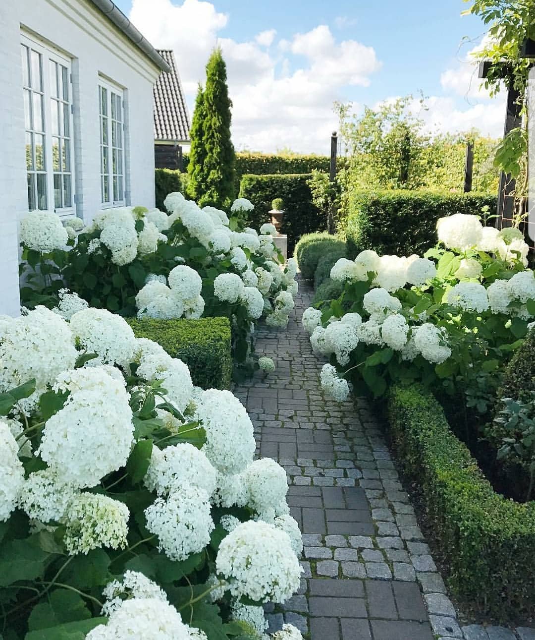 Romantic Hydrangea-Lined Walkway with Patio Potential