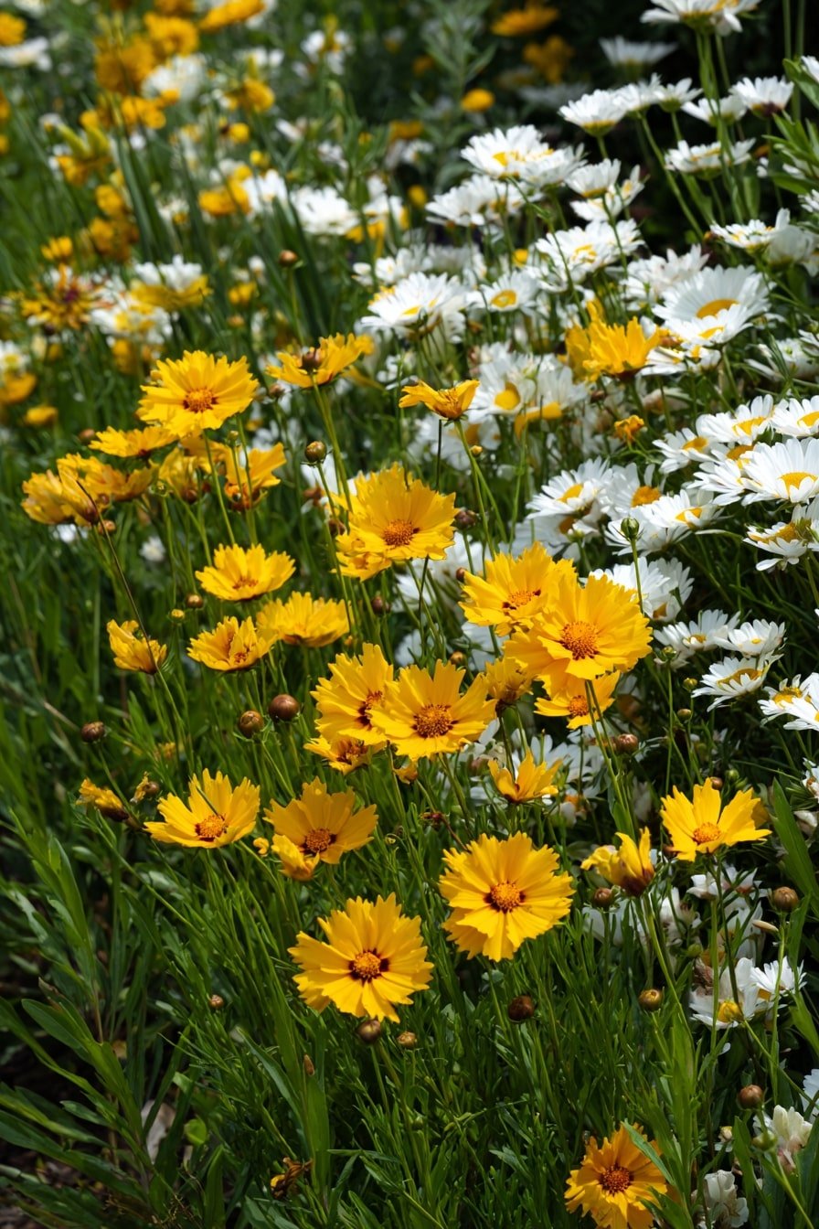 6. Yellow & White Freshness